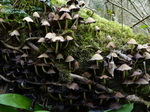 FZ012555 Mushrooms.jpg